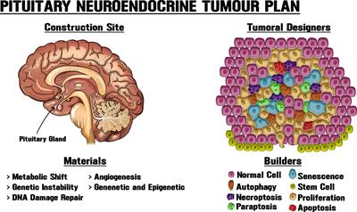 Architects of Pituitary Tumour Growth